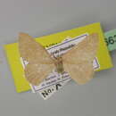 Image of <i>Cyclophora staudei</i>