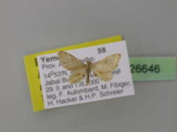 صورة <i>Idaea amputata tigrata</i>