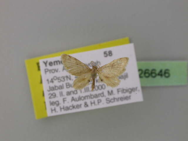 صورة <i>Idaea amputata tigrata</i>