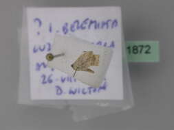 صورة Idaea fractilineata Zeller 1847