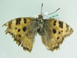 Nymphalis polychloros Linnaeus 1758 resmi