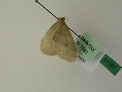 Image of northern winter moth