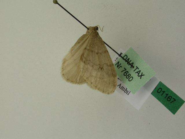 Image of northern winter moth