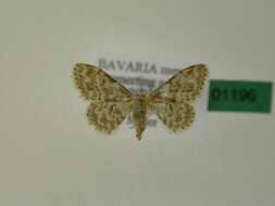 صورة Idaea inquinata Scopoli 1763