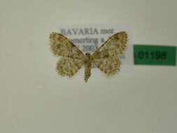 صورة Idaea inquinata Scopoli 1763