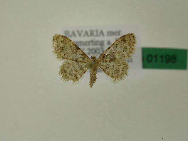 صورة Idaea inquinata Scopoli 1763