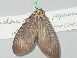 Image of Neochera dominia Walker 1854