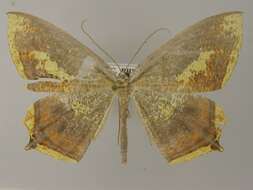 Image of Thinopteryx delectans Butler 1878