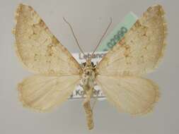 صورة Aplocera obsitaria Lederer 1853