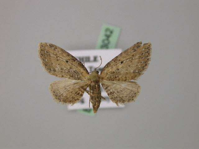 Image of Eupithecia spurcata Warren 1904