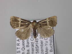 Elaphristis leucochorda Turner的圖片