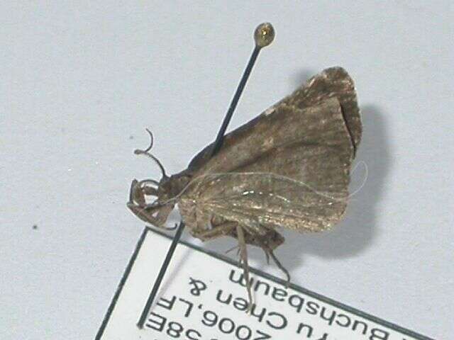 Elaphristis leucochorda Turner的圖片