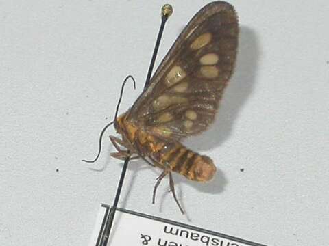 Image of Eressa geographica Meyrick 1886