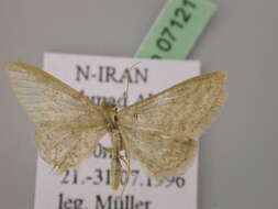 Image of Idaea ossiculata Lederer 1871