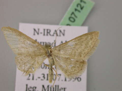 صورة Idaea ossiculata Lederer 1871