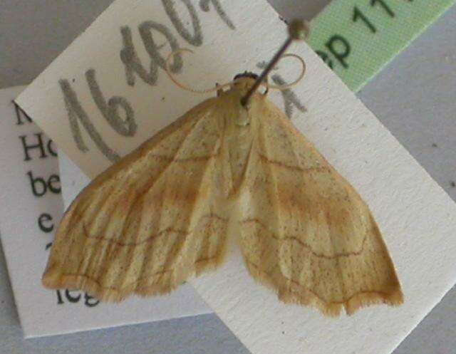 Image of <i>Idaea omari</i>