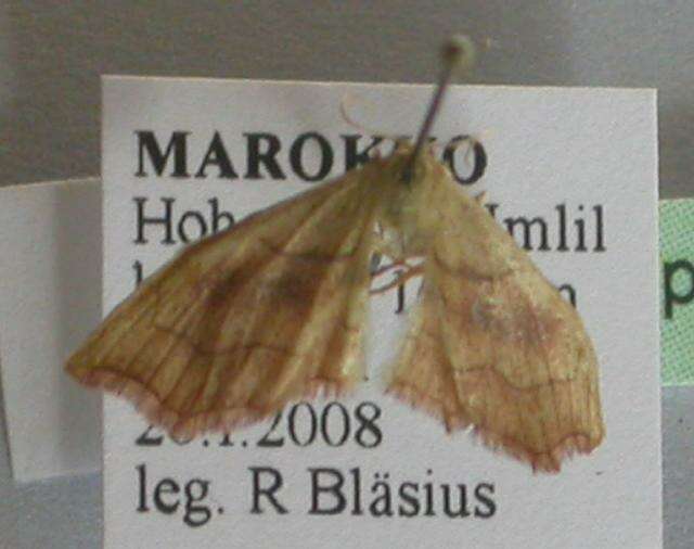 Image of <i>Idaea omari</i>