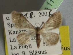 Image of <i>Idaea nigra</i>