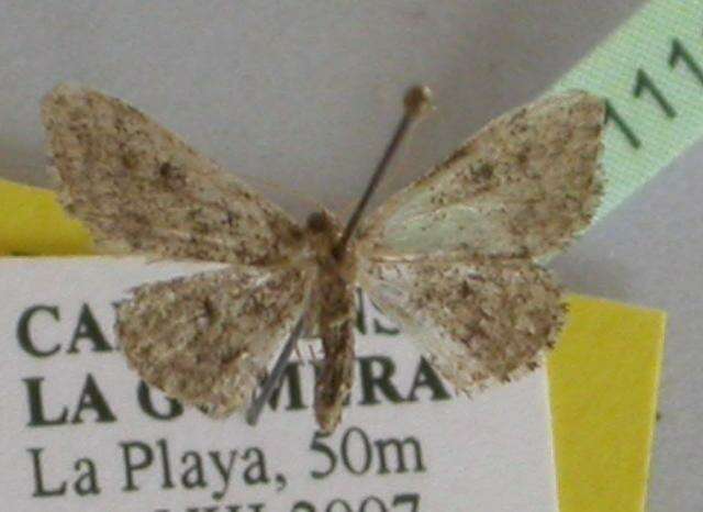 Image of <i>Idaea nigra</i>