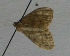 Image of Idaea libycata Bartel 1906