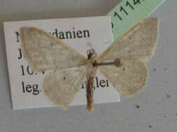 Image of <i>Idaea distinctaria</i>