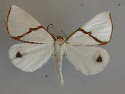 Image of Thalaina selenaea Doubleday 1845