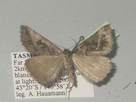 Plancia ëd Dichromodes stilbiata Guenée 1858