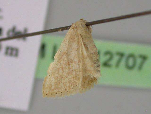 Image of Idaea obsoletaria Rambur 1833