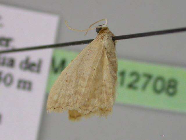 Image of Idaea obsoletaria Rambur 1833