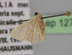 Image of <i>Idaea distinctaria</i>