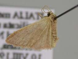 Image of <i>Idaea distinctaria</i>