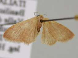 Image of <i>Idaea distinctaria</i>