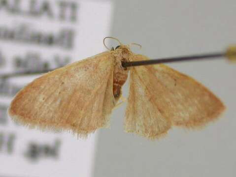 Image of <i>Idaea distinctaria</i>