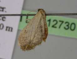 Image of Idaea infirmaria Rambur 1833