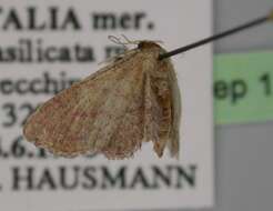 Image of Idaea infirmaria Rambur 1833