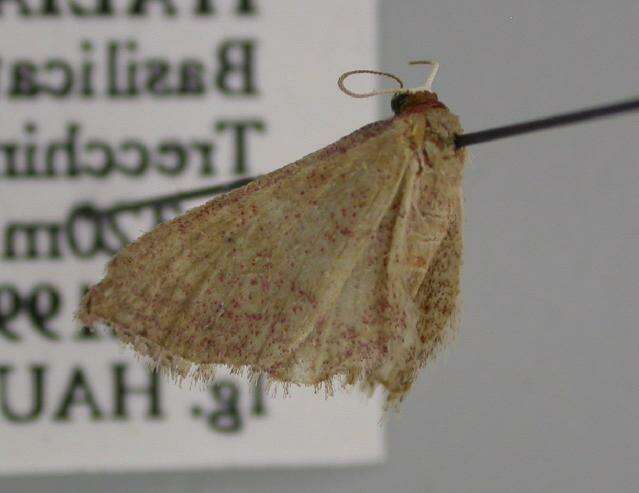 Image of Idaea infirmaria Rambur 1833