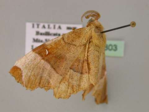 Image of <i>Selenia lunularia</i>