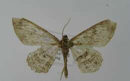 Image of Ascotis dianaria