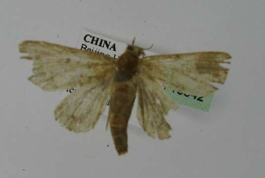 Image of <i>Niphonyx segregata</i>