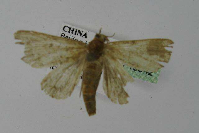 Image of <i>Niphonyx segregata</i>