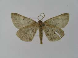 Image of Alcis angulifera Butler 1878