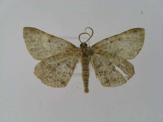 Image of Alcis angulifera Butler 1878