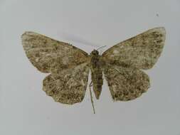 Image of Alcis angulifera Butler 1878