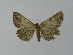 Image of Alcis angulifera Butler 1878