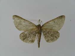 Image of Alcis angulifera Butler 1878