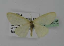 Image of Idaea effusaria Christoph 1881