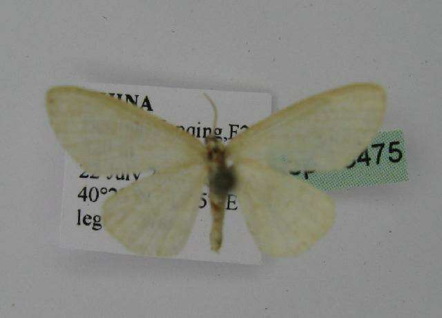 Image of Idaea effusaria Christoph 1881