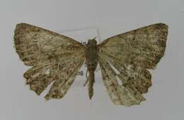 Image of Alcis angulifera Butler 1878