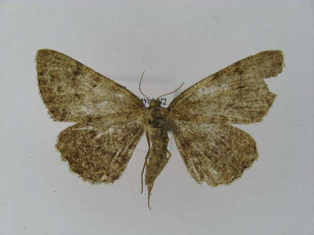 Image of Alcis angulifera Butler 1878