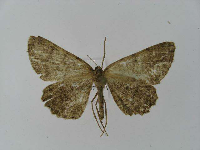 Image of Alcis angulifera Butler 1878